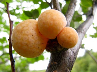 Photo of orange-colored galls on a tree.