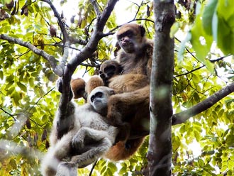 Photo showing a muriqui monkey mother with her two male offspring.