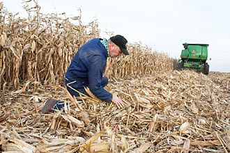 Photo of Kevin Shinners examining a corn field.