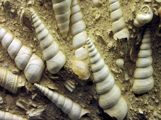 Photo of fossil snails shells in sand.