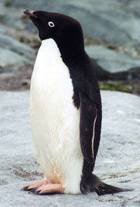 Photo of Adelie penguin