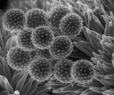 Photo: Cotton pollen