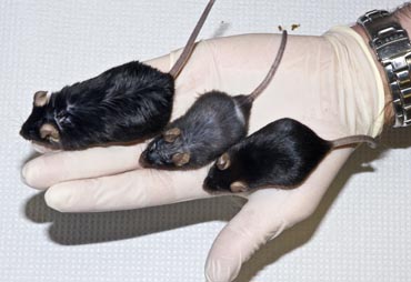 Photo of mice from study