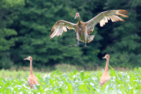Photo: Sandhill cranes
