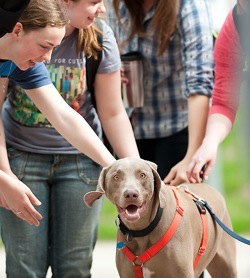 Photo: Dog and students
