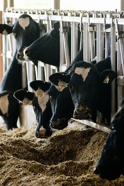 Photo: Dairy cows