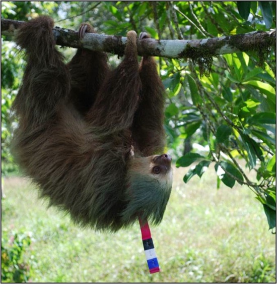 Photo: Sloth