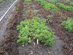 Photo: Potato field with some plants afflicted by late blight