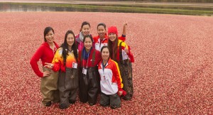Photo: Chinese Champions in cranberry bog