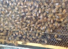 Photo: Bee hive