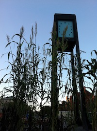 Photo: sorghum plants on Library Mall