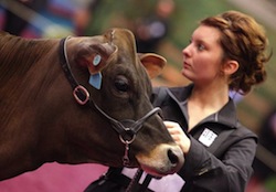 Photo: cow and exhibitor