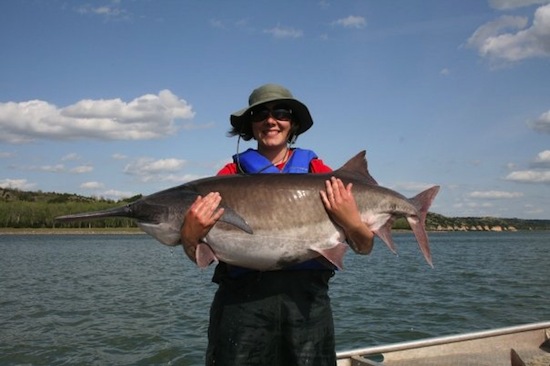 Photo: Brenda Pracheil with paddlefish