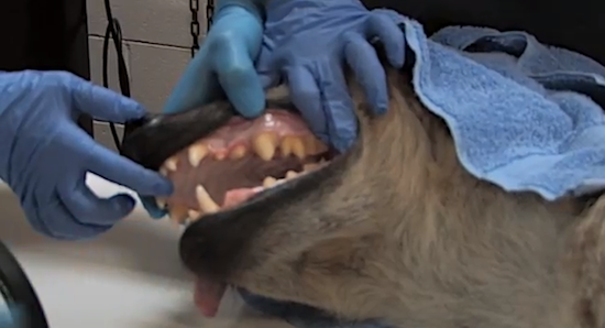 Photo: hyena being examined by veterinary team