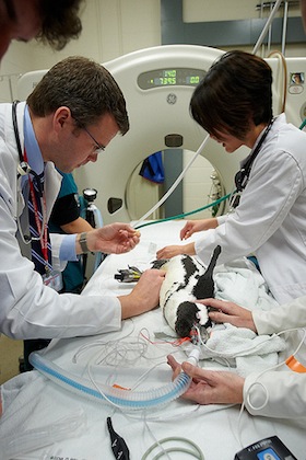 Photo: penguin being treated by veterinarians