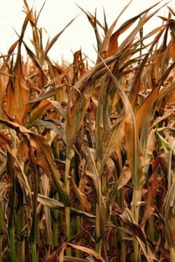 Photo: drought-stricken corn