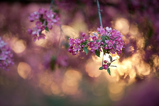 Photo: flowering tree in Arboretum