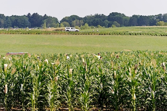 Photo: corn field