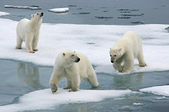 Photo of polar bears on ice