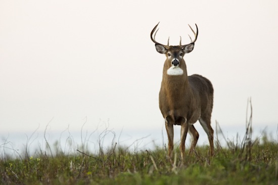 Photo: whitetail deer