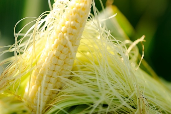 Photo: cornfield