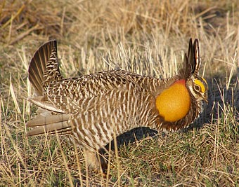 Photo of greater prairie chicken