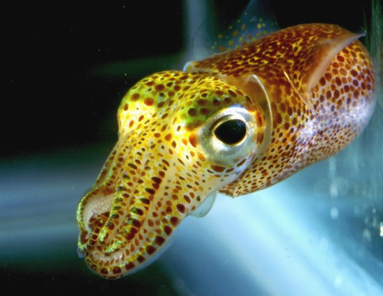 Photo: Hawaiian bobtail squid