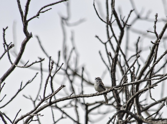 Photo: chirping sparrow in tree without buds