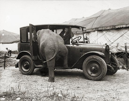 Harry A. Atwell, "Untitled (Elephant entering a taxicab)" 1924