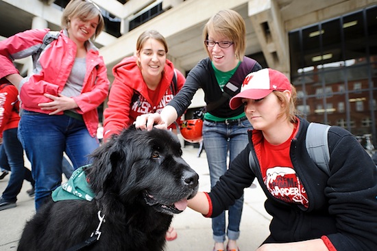 Photo: students petting dog