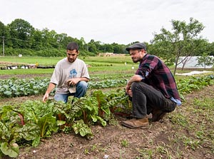 Two students inspect produce growing in University gardens near Picnic Point.