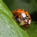 Photo of ladybug eating an aphid