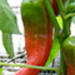 Photo of a Chervena Chushkas pepper.
