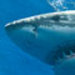 Photo: Shark