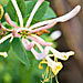 Honeysuckle
