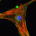 Single cardiomyte cell