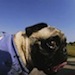 Photo: Pug dog