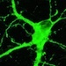 Image: Stem cells