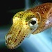 Photo: Hawaiian Bobtail Squid