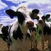 Photo: Holstein dairy cows