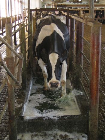 Photo: cow standing in hoof bath