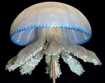 Glass jellyfish