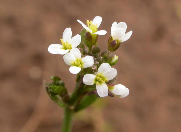 Photo: Arabidopsis thaliana 