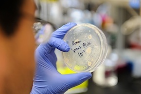 Petri dish and researcher