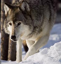 Photo of gray wolf