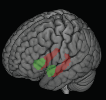 Photo: illustration of brain