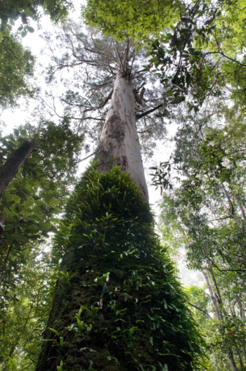Photo: Eucalyptus regnans