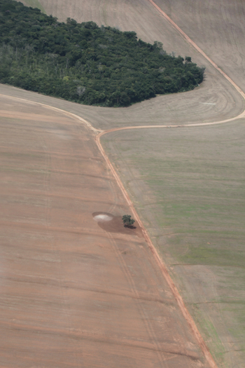 Photo: An island of forest in a sea of soy agriculture in Mato Grosso