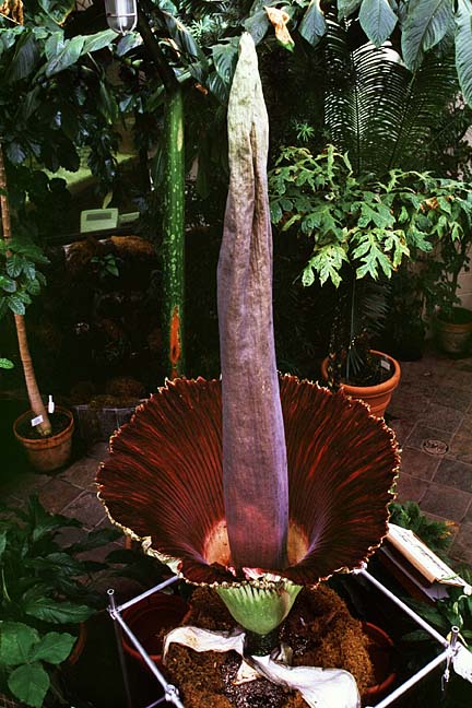 Amorphophallus Titanum amorphophallus titanum blooming. Amorphophallus Titanum
