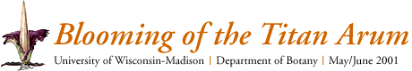 Blooming of the Titan Arum: University of Wisconsin-Madison, Department of Botany, June 2001